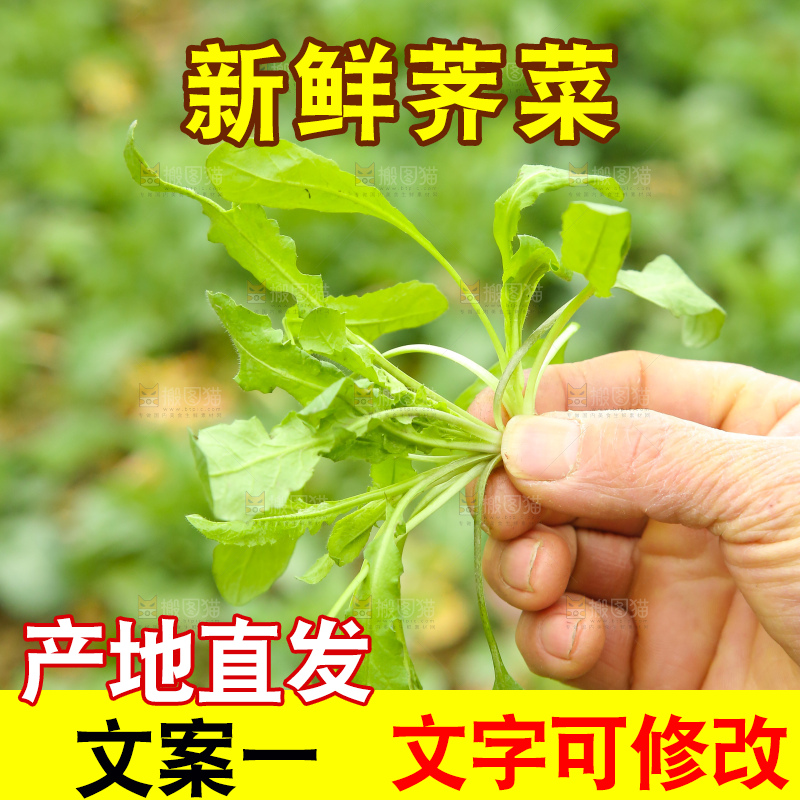 手里拿着荠菜