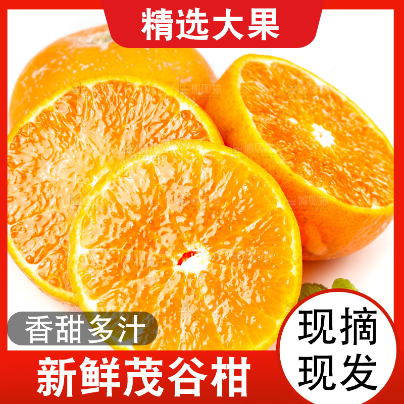 白底上的茂谷柑