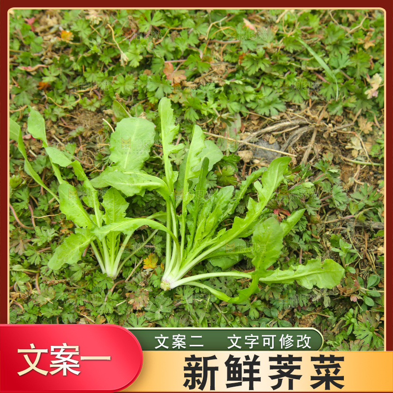 手里拿着荠菜