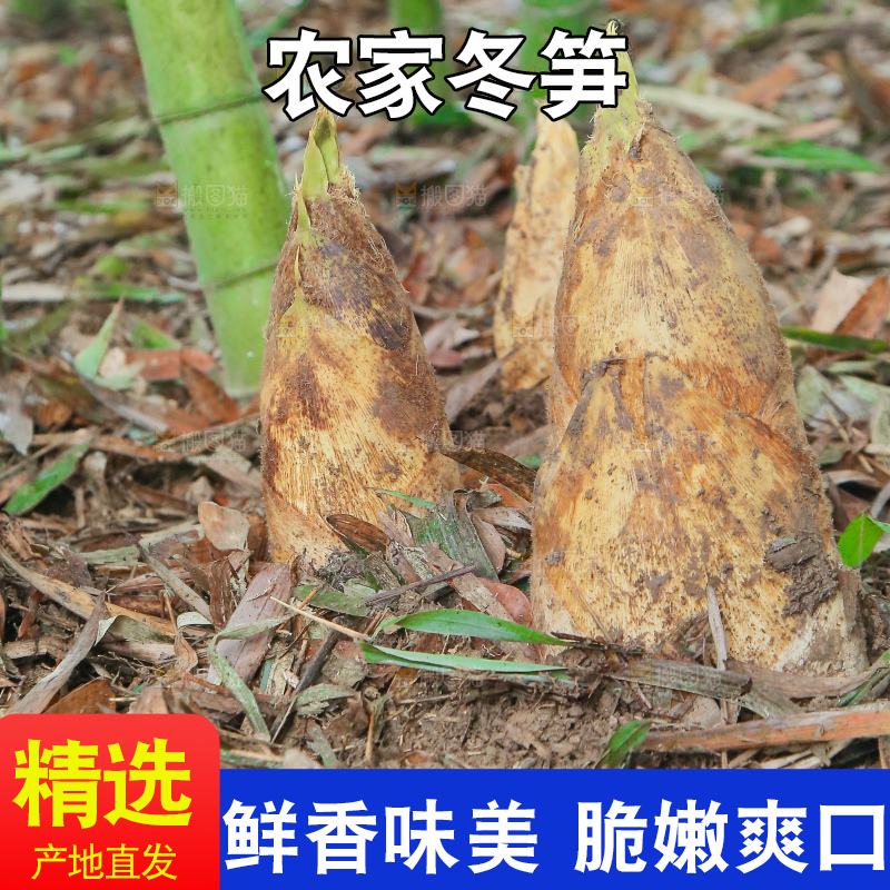 地里的黄泥冬笋