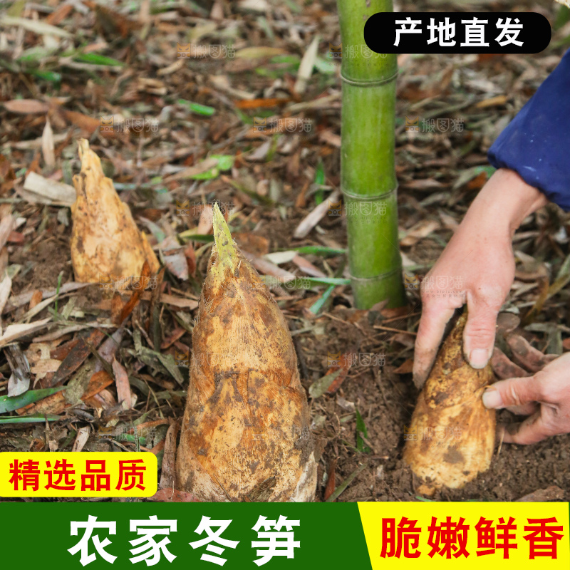 地里的黄泥冬笋