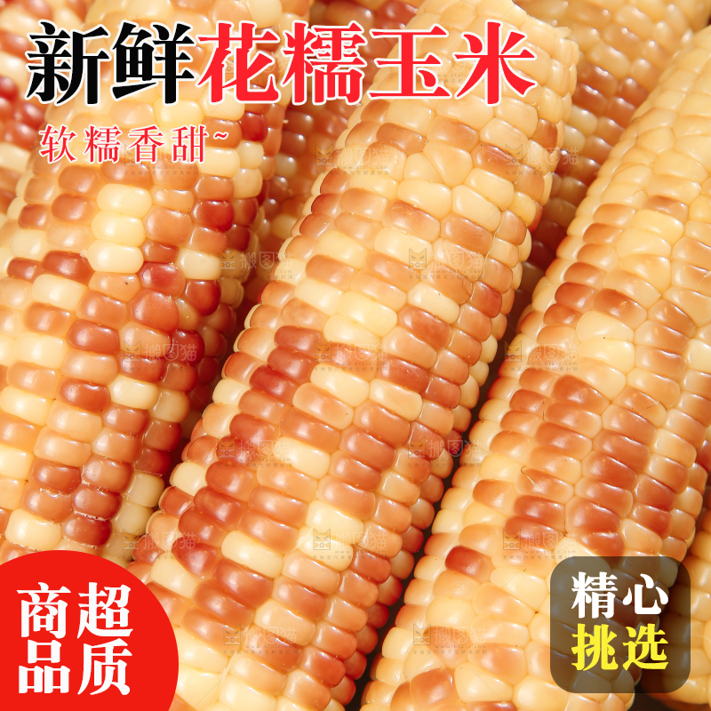 浅底上的花糯小玉米