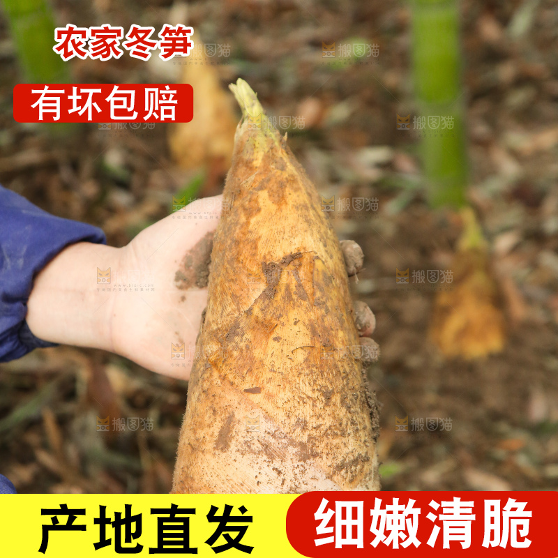 手里拿着冬笋
