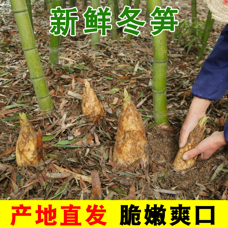 地里的黄泥冬笋