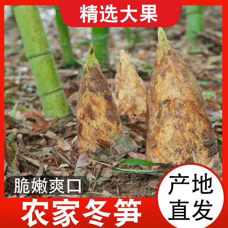 地里的黄泥冬笋
