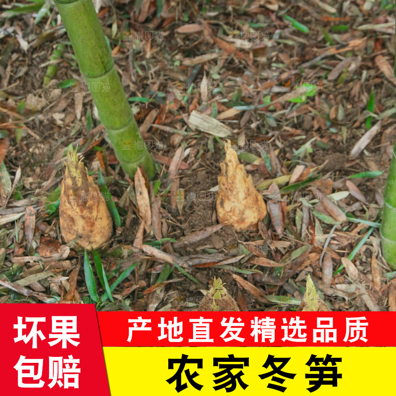 地里的黄泥冬笋