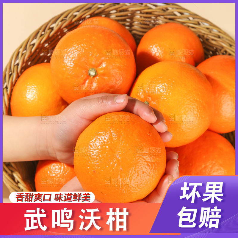 浅底上的武鸣沃柑