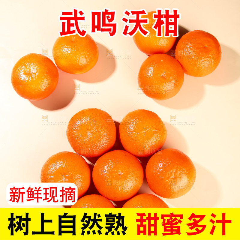 浅底上的武鸣沃柑