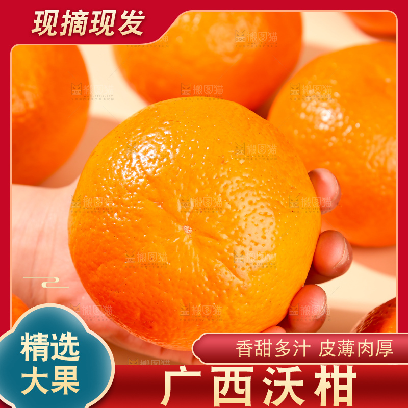 浅底上的武鸣沃柑