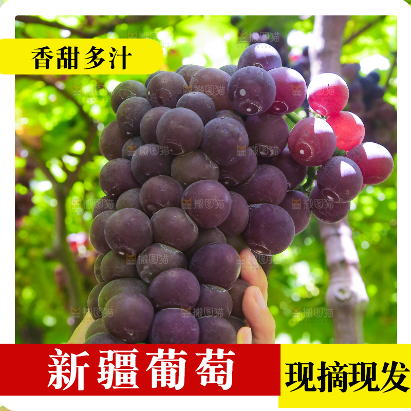 手里拿着新鲜紫葡萄
