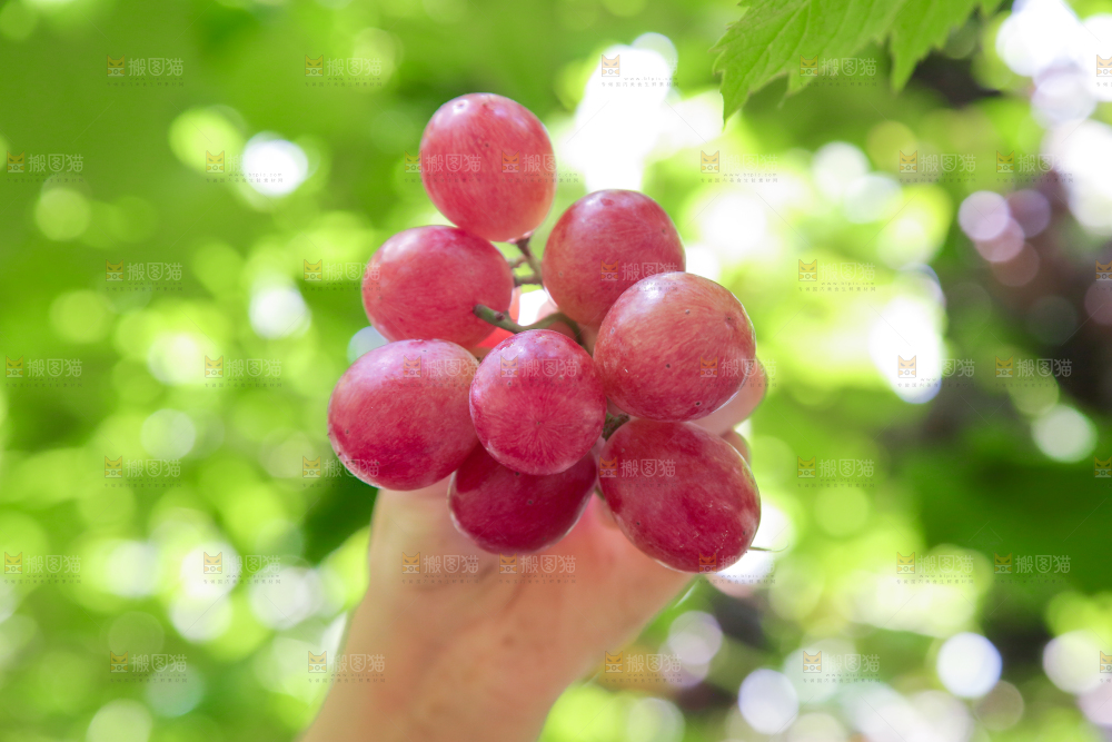 手里拿着新鲜葡萄