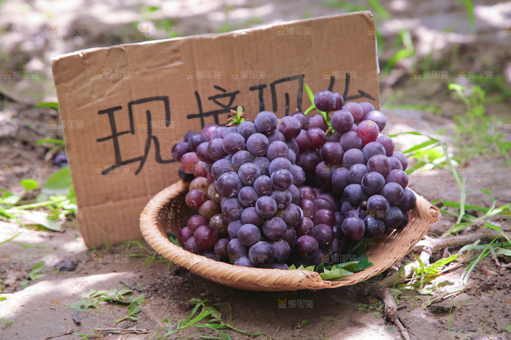 手里拿着新鲜葡萄