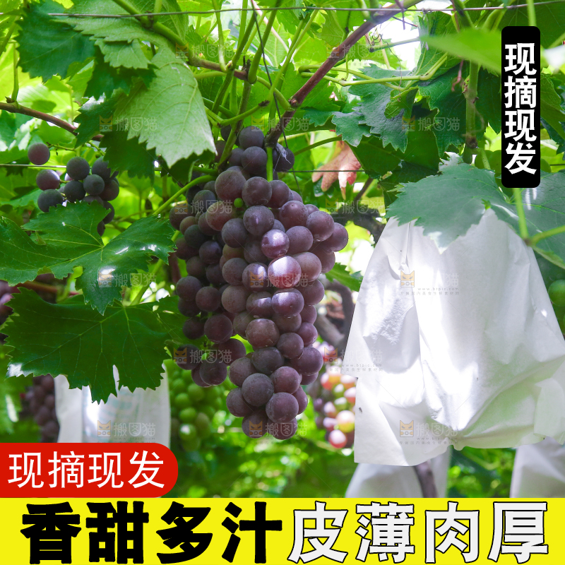 藤上的新鲜葡萄