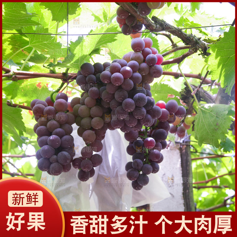 藤上的新鲜葡萄