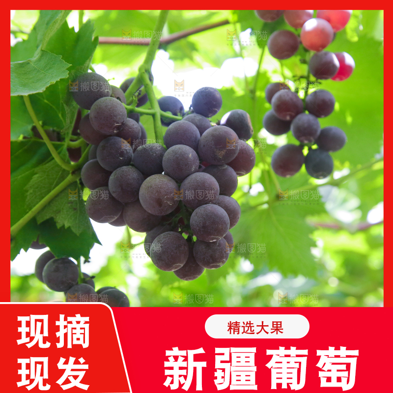 手里拿着新鲜紫葡萄