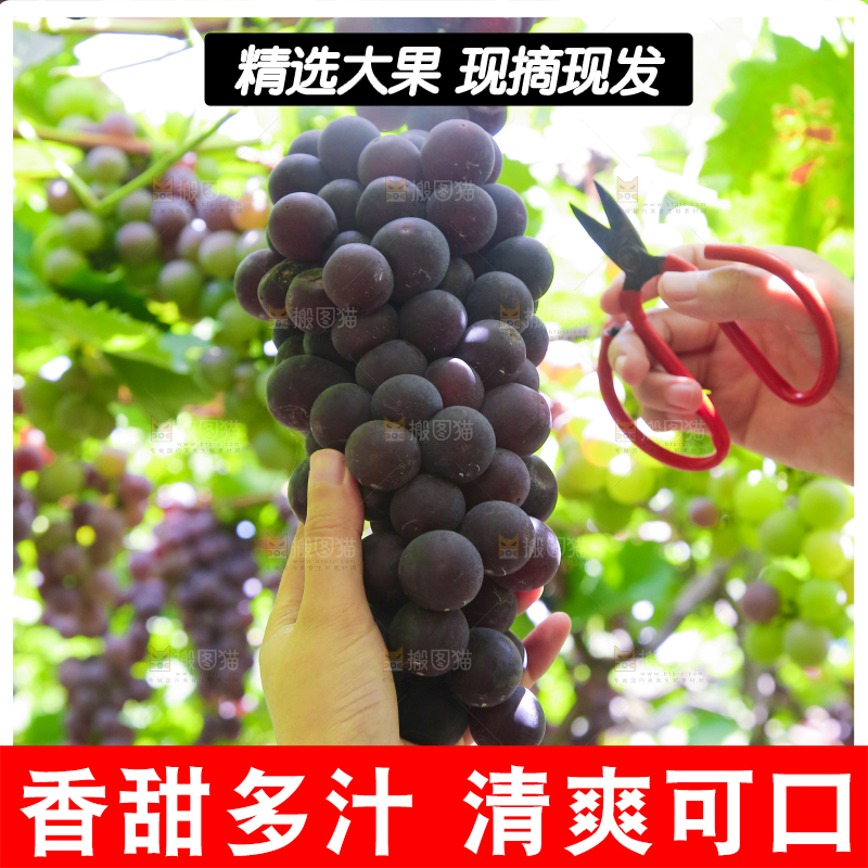 手里拿着新鲜紫葡萄