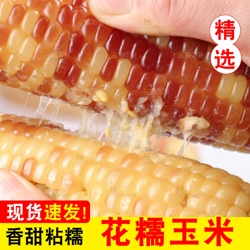 浅底上的花糯玉米