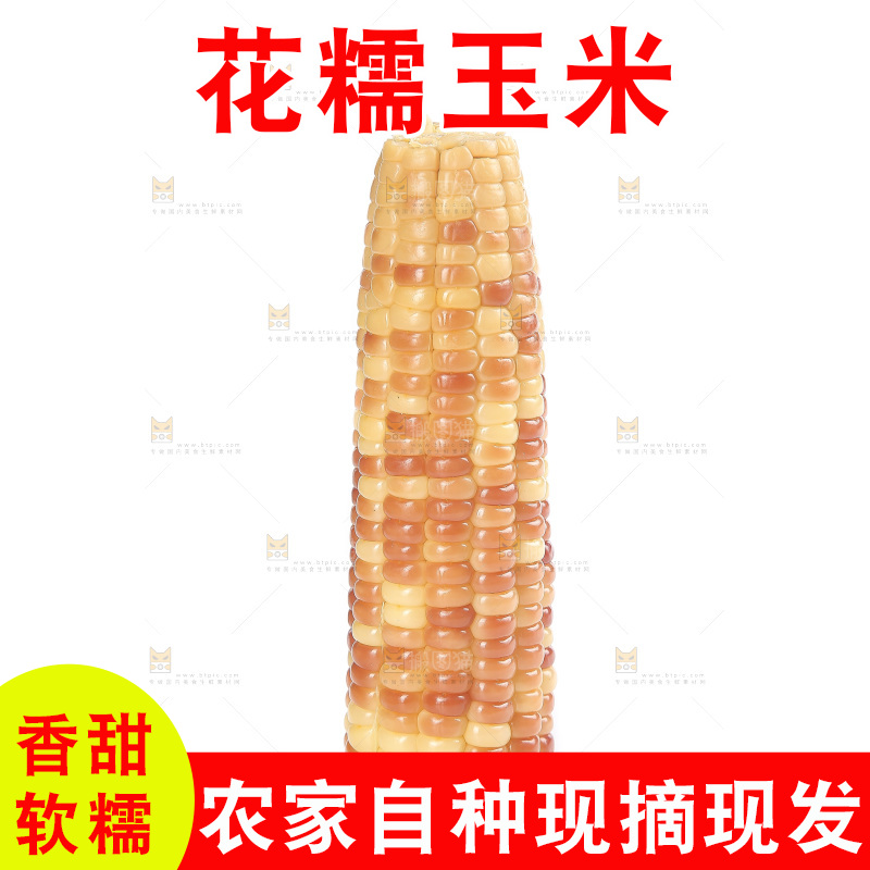 白底上的花糯玉米