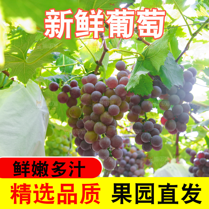 藤上的新鲜葡萄
