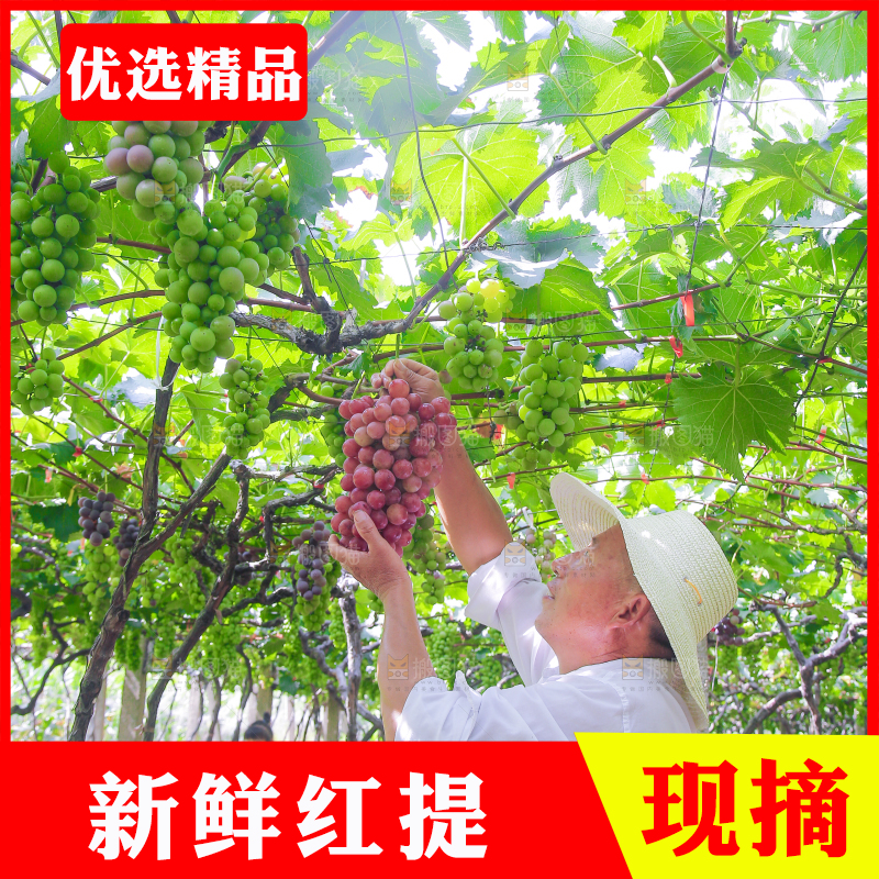 手里拿着新鲜葡萄