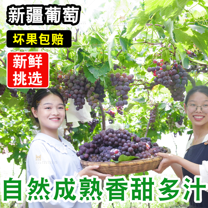 手里拿着新鲜紫葡萄