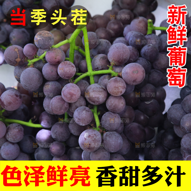 手里拿着新鲜紫葡萄