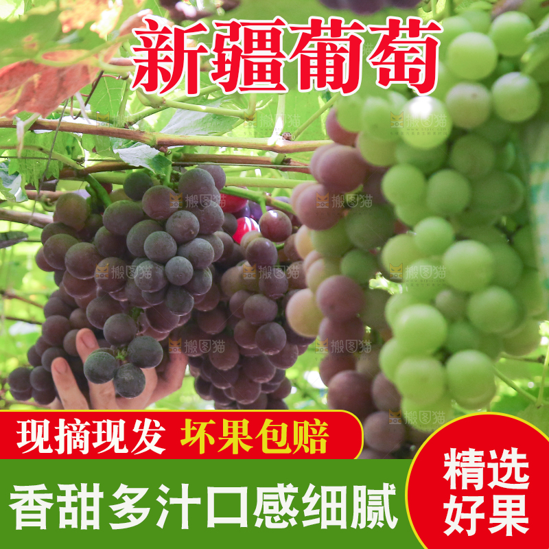 手里拿着新鲜紫葡萄