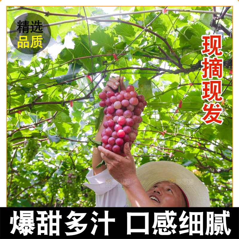 手里拿着新鲜葡萄