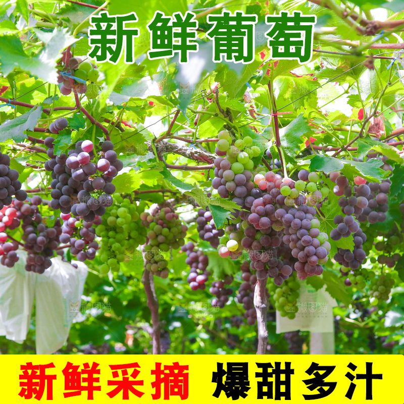 藤上的新鲜葡萄