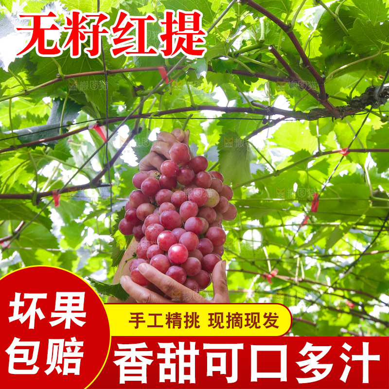 手里拿着新鲜葡萄