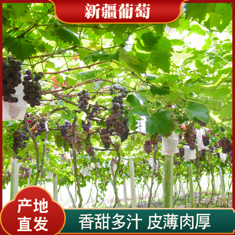 藤上的新鲜葡萄