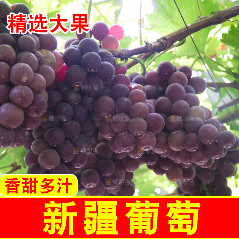 手里拿着新鲜紫葡萄