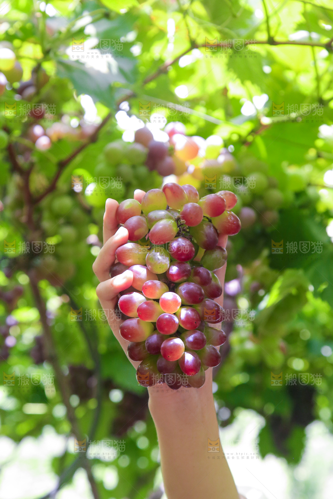 手里拿着茉莉香葡萄