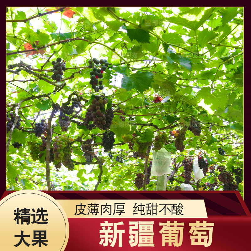 藤上的新鲜葡萄