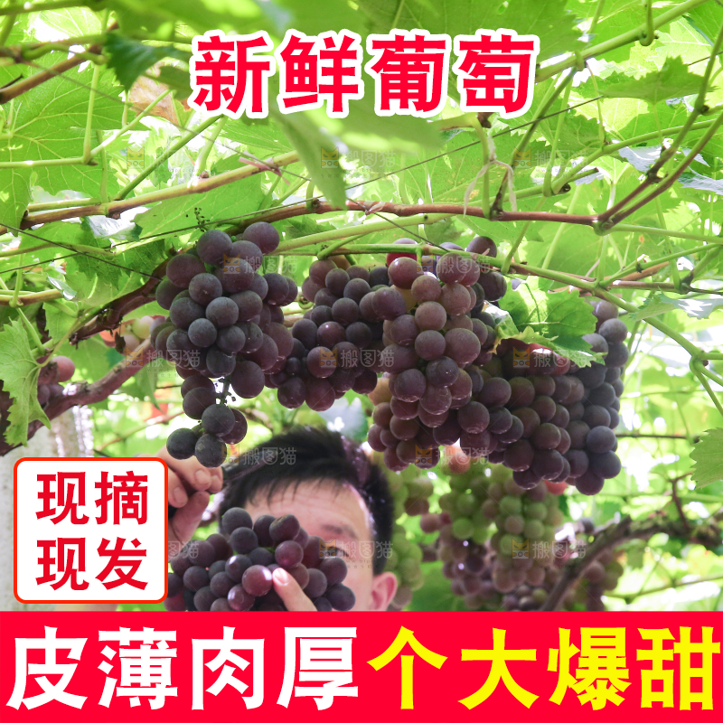 手里拿着新鲜紫葡萄