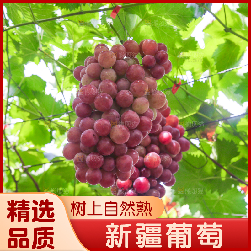 藤上的新鲜葡萄