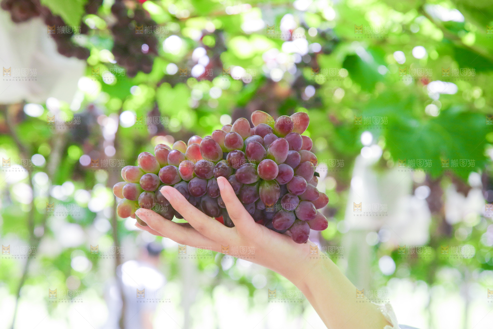 手里拿着茉莉香葡萄