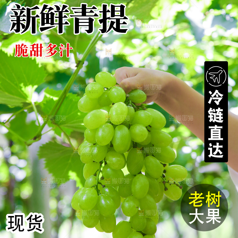 手里拿着青提