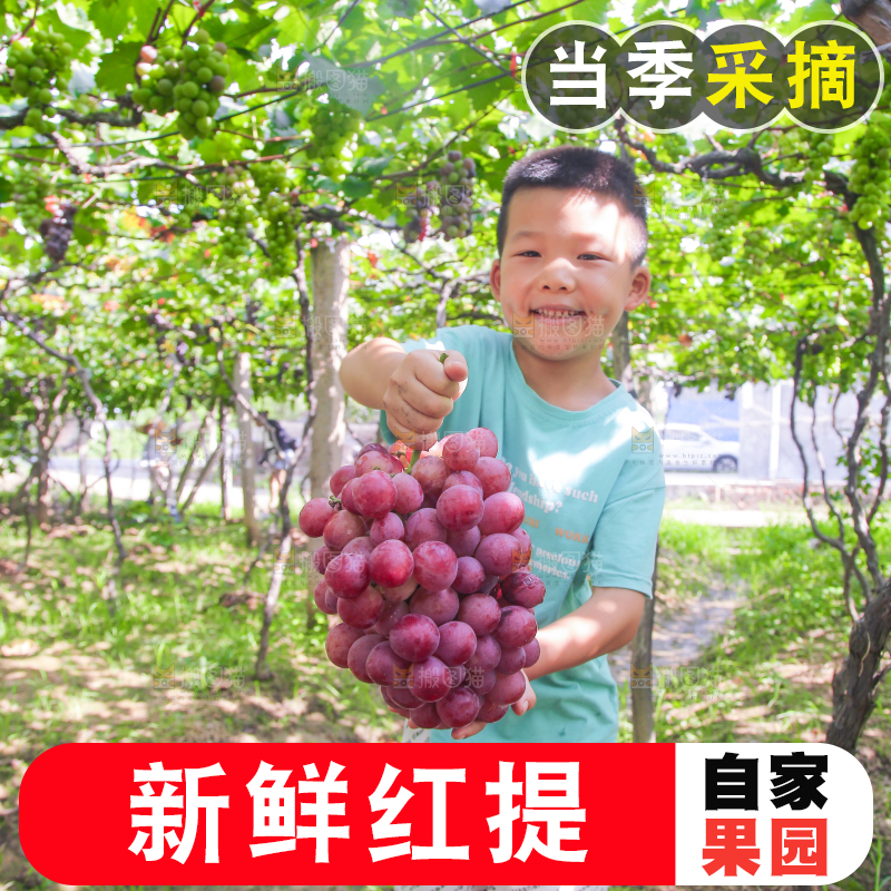 手里拿着新鲜葡萄