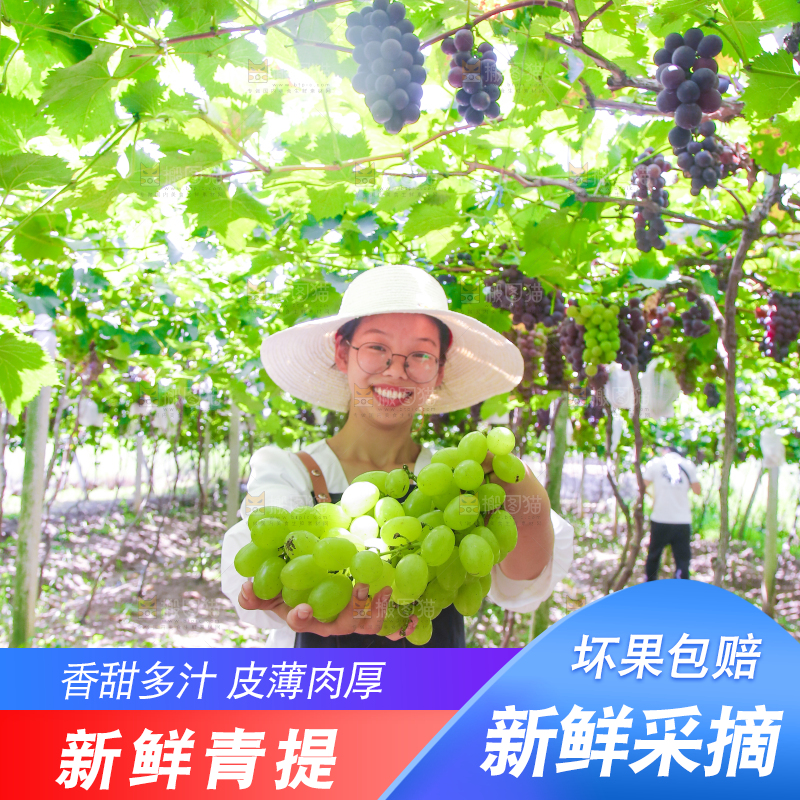 手里拿着青提