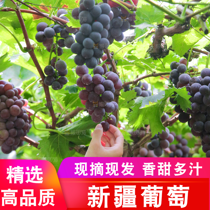 手里拿着新鲜紫葡萄