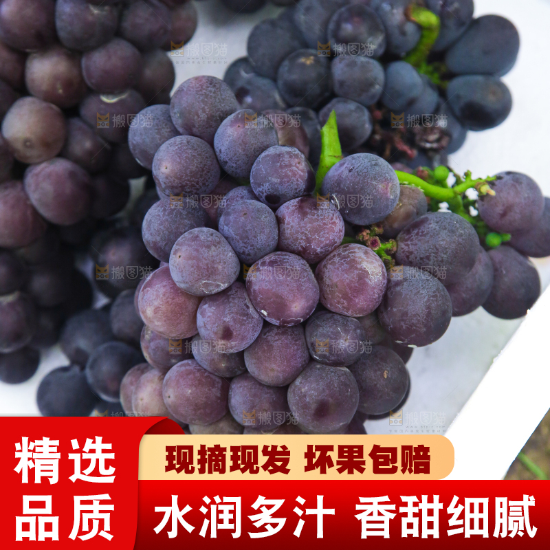手里拿着新鲜紫葡萄