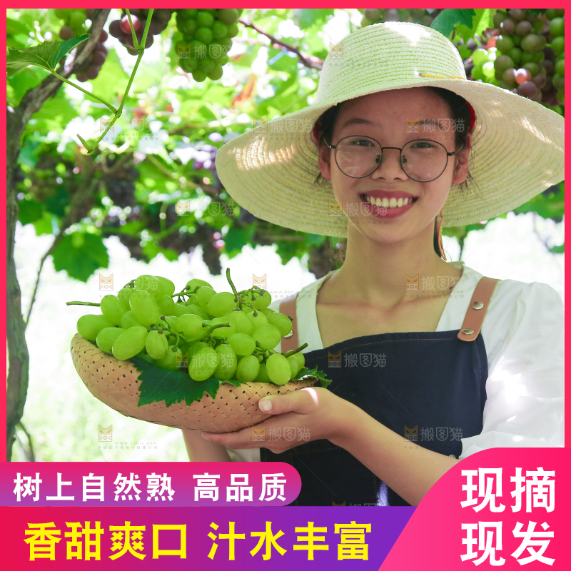 手里拿着青提