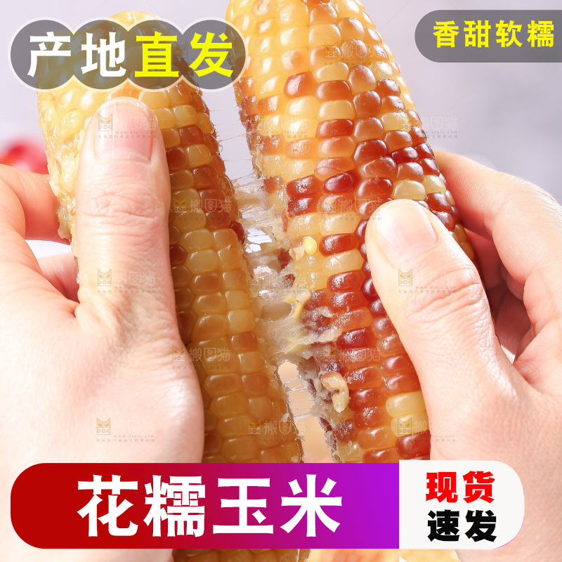 浅底上的花糯玉米