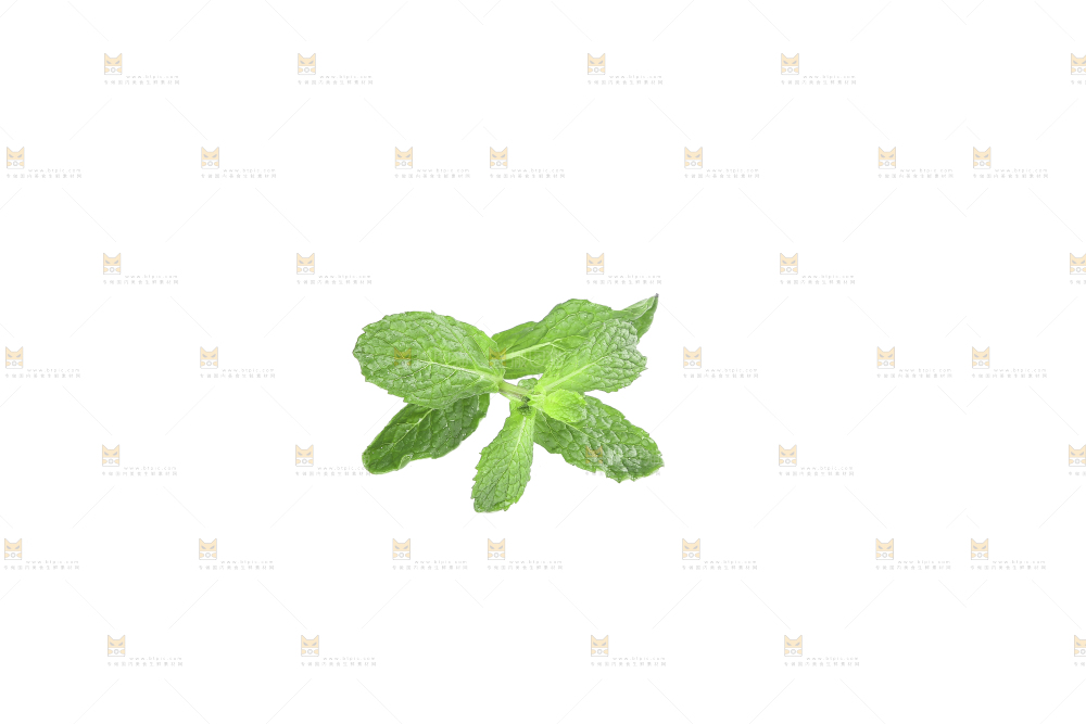 白底上的新鲜薄荷