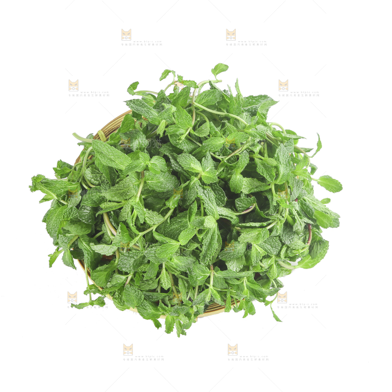 白底上的新鲜薄荷