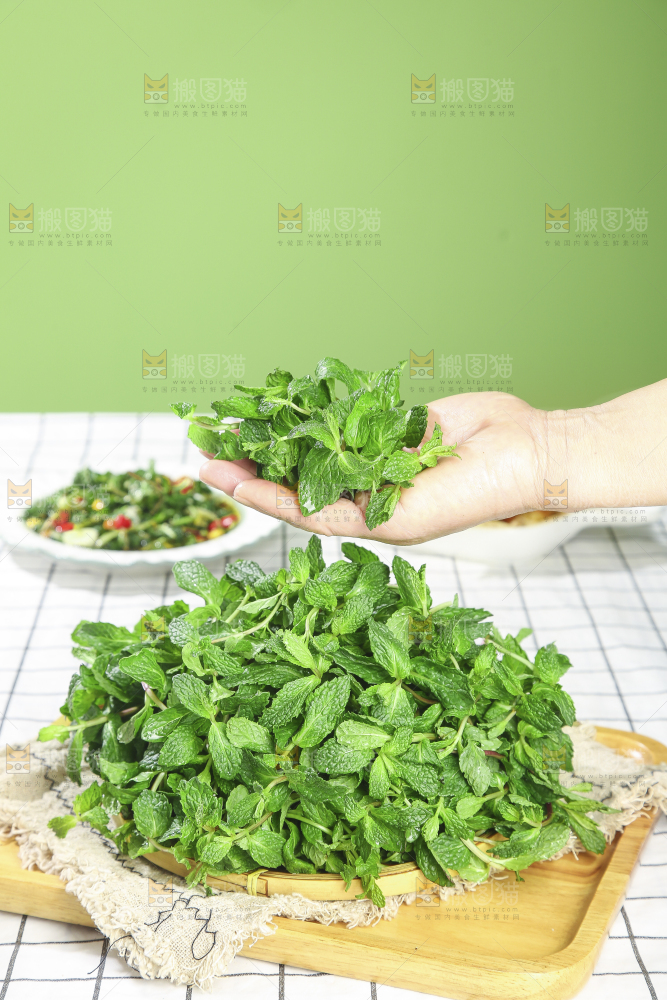 浅底上的新鲜薄荷