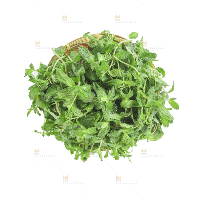 白底上的新鲜薄荷