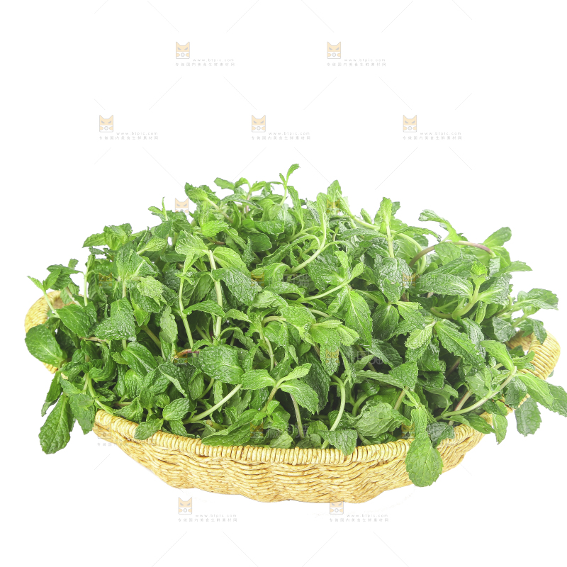 白底上的新鲜薄荷