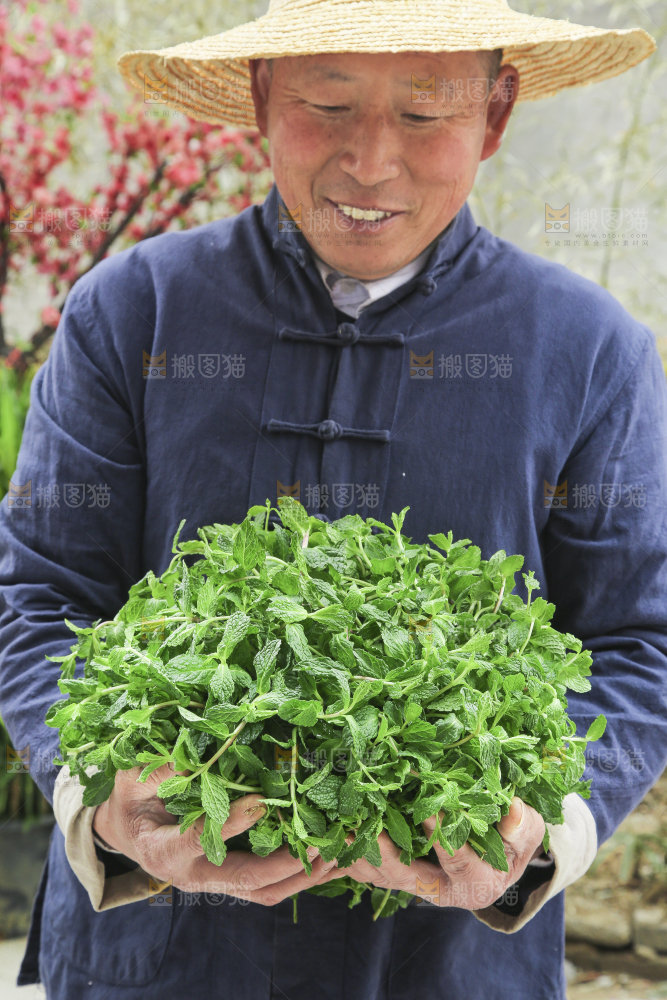 手里拿着新鲜薄荷